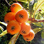 Loquat