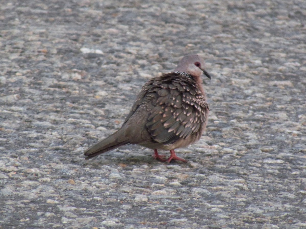 The spotted dove