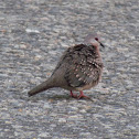 The spotted dove