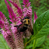 Eastern Carpenter Bee