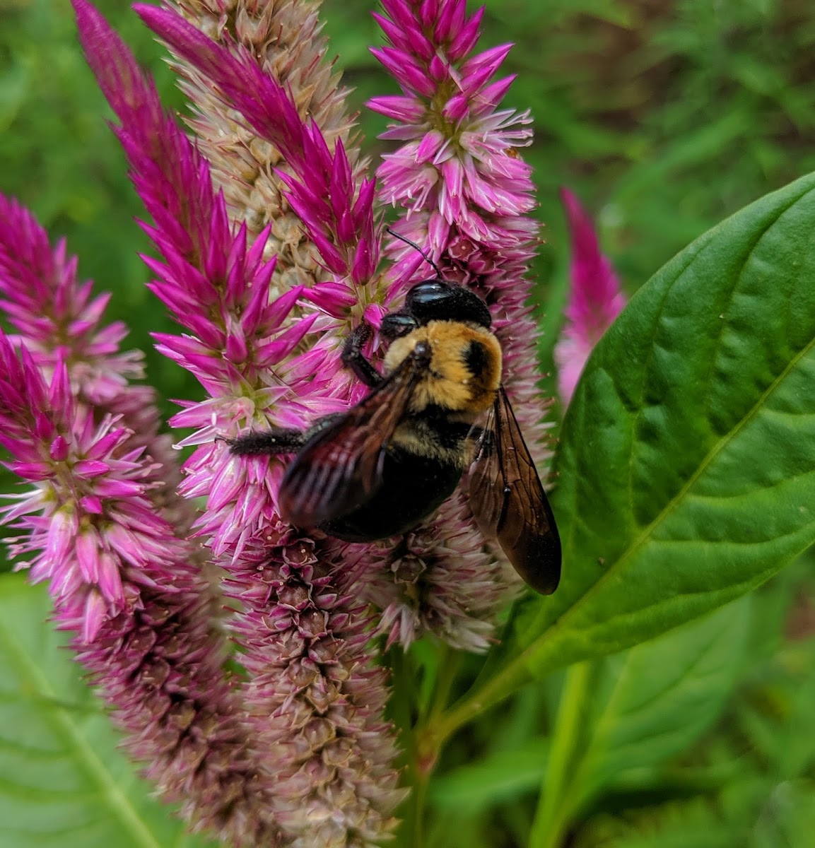 Eastern Carpenter Bee