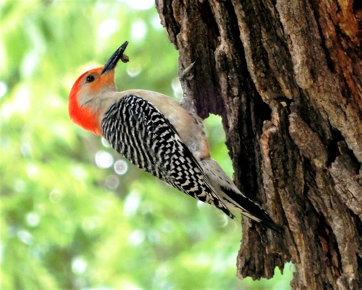 Red-Bellied Woodpecker