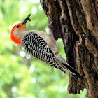 Red-Bellied Woodpecker