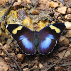 Widespread Forester (female)