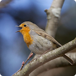 Cover Image of Download Birds Of Britain 4.9 APK