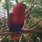 Electus parrot