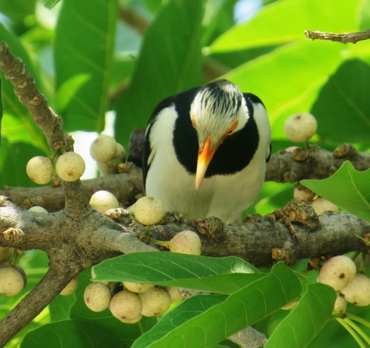 Asian Pied Myna