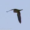 Monk Parakeet; Cotorra Monje