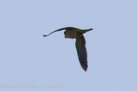 Monk Parakeet; Cotorra Monje