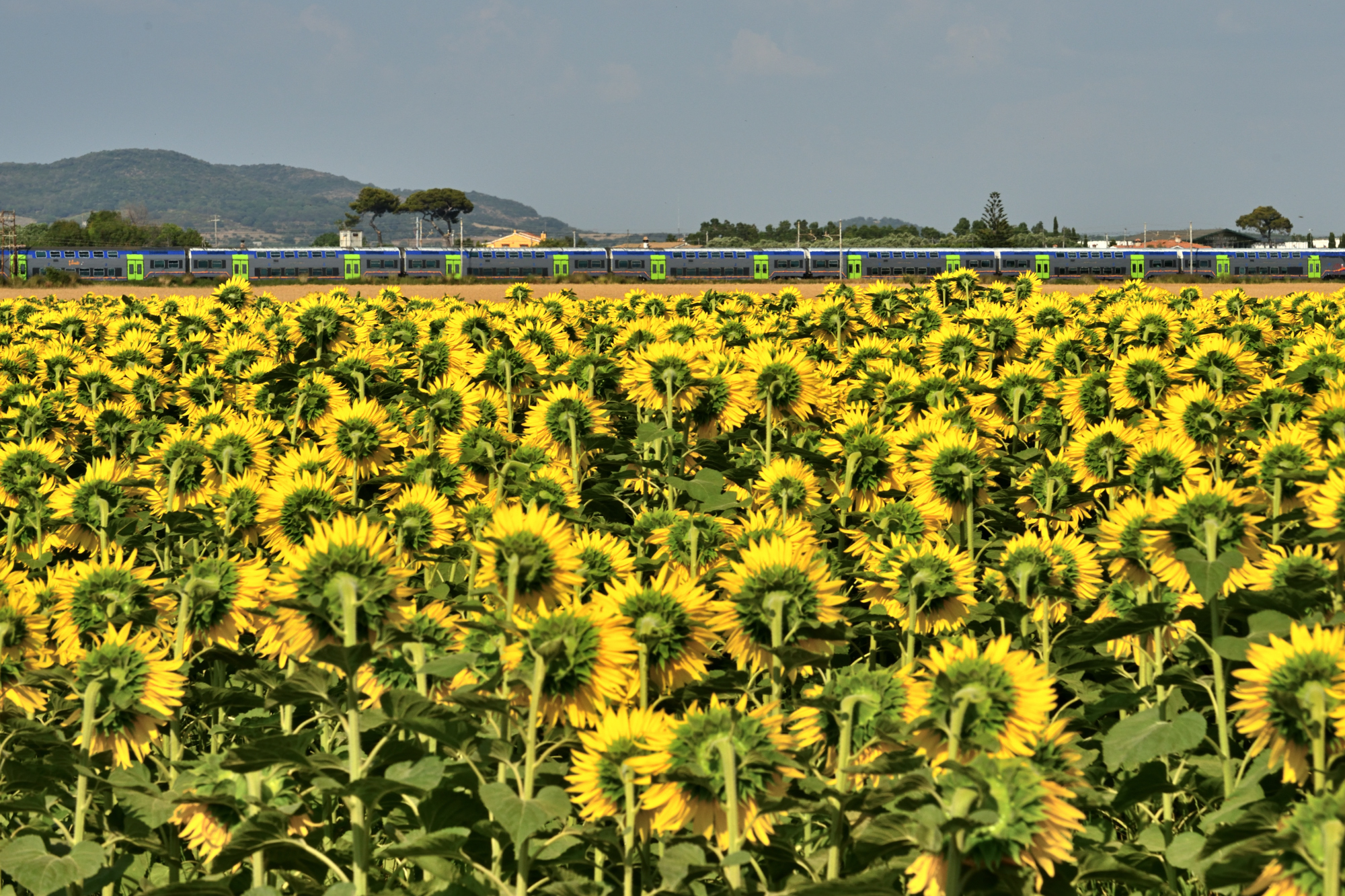 Treno di giugno di Alduccio