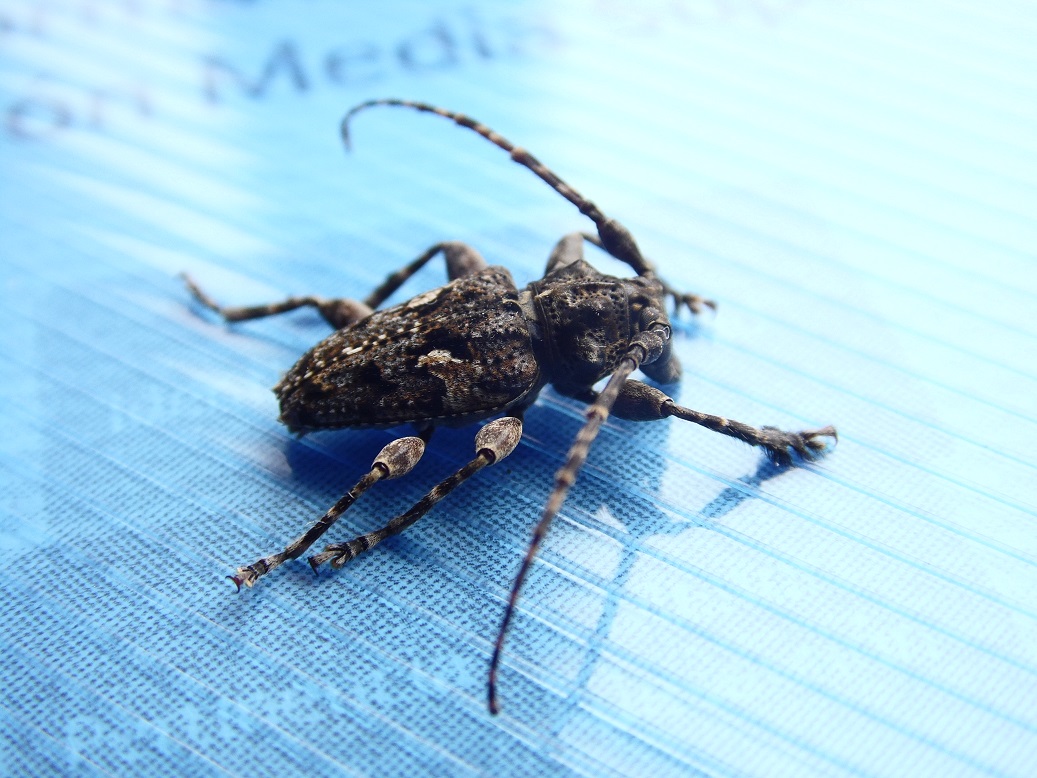 Long-horned Beetle