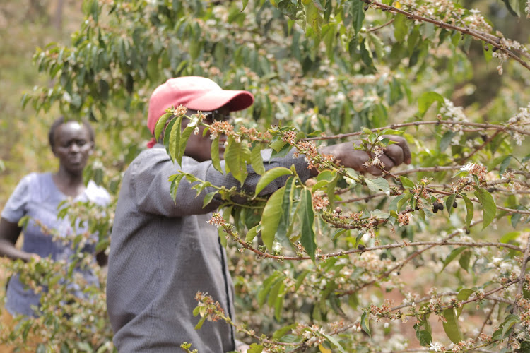 Farmer works on coffee farm at Katimok forest in Ossen, Baringo North on Wednesday, April 13.