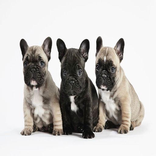 French Bulldog Live Wallpaper 個人化 App LOGO-APP開箱王