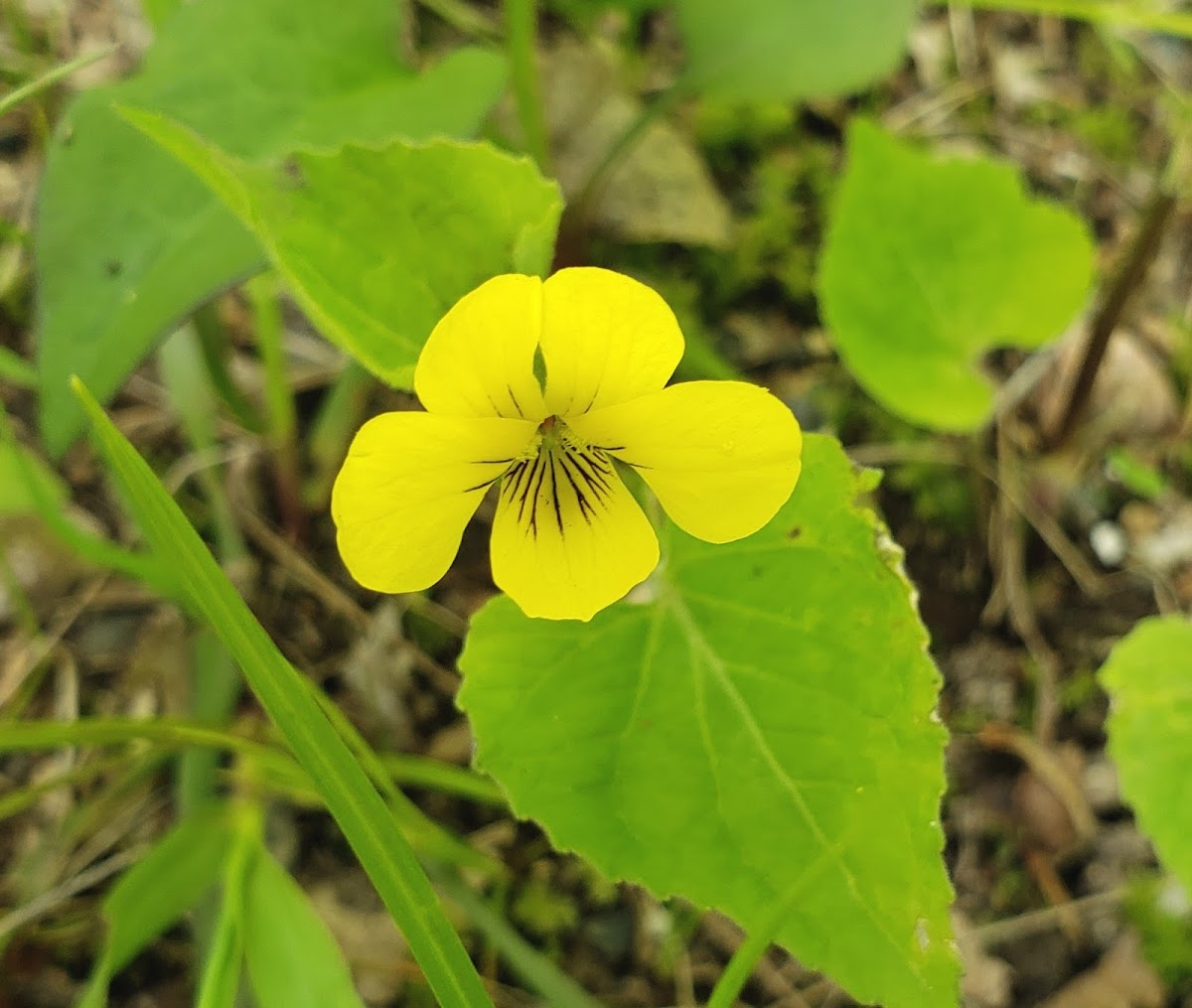 Downy Yellow Violet