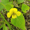 Downy Yellow Violet