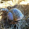 Garden Snail