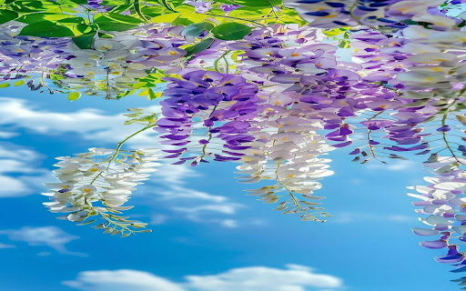 wisteria wallpaper screenshot 1