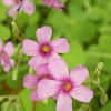 Wood Sorrel