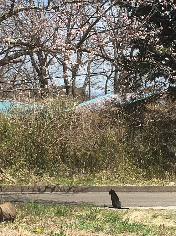 ティグアンの桜とコラボ・ドライブ・岳温泉に関するカスタム事例の投稿画像5枚目