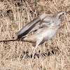 Tawny Pipit; Bisbita Campestre