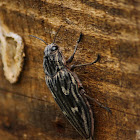 Pine-borer