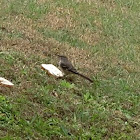 Northern Mockingbird ( One Bird Feeding )