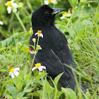 Red-winged Blackbird (male)