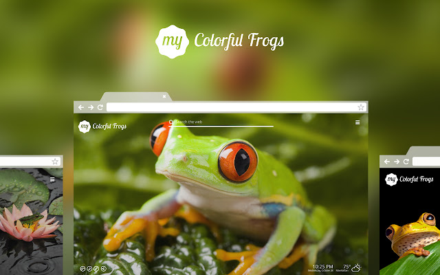 My Colorful Frogs - Lovely Frog HD Wallpapers