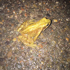 Common Frog