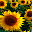 Sunflowers Wallpapers HD Theme