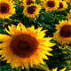 Sunflowers Wallpapers HD Theme