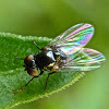 Leaf Miner Fly