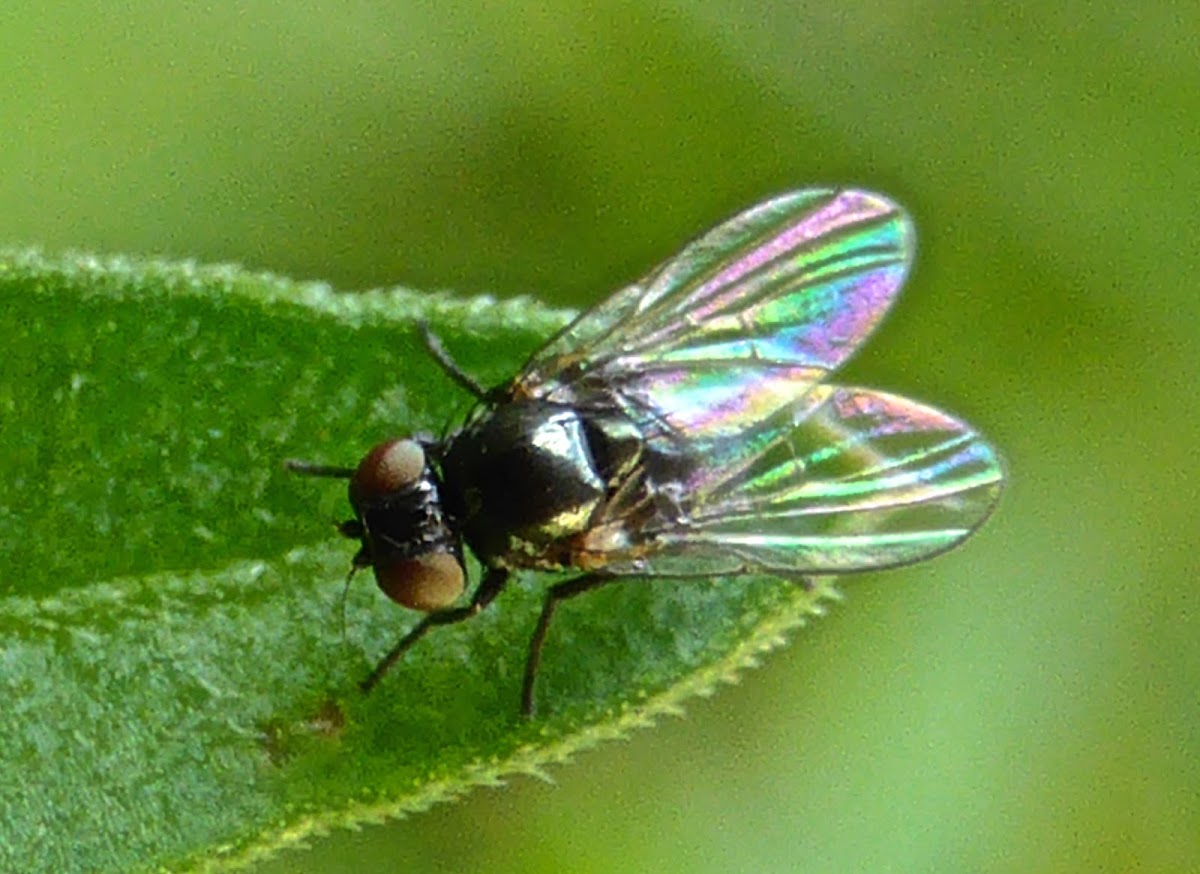 Leaf Miner Fly