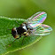 Leaf Miner Fly