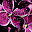 Purple Wallpapers Theme Purple New Tab