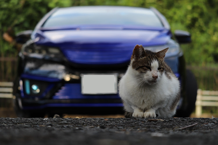 フィットの野良猫ちゃんとコラボ♡・猫ちゃん可愛い!!!!・猫好きな人とも繋がりたい・猫に癒された人いいねお願いしますw・天理ダムに関するカスタム事例の投稿画像8枚目