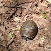 Eastern Box Turtle