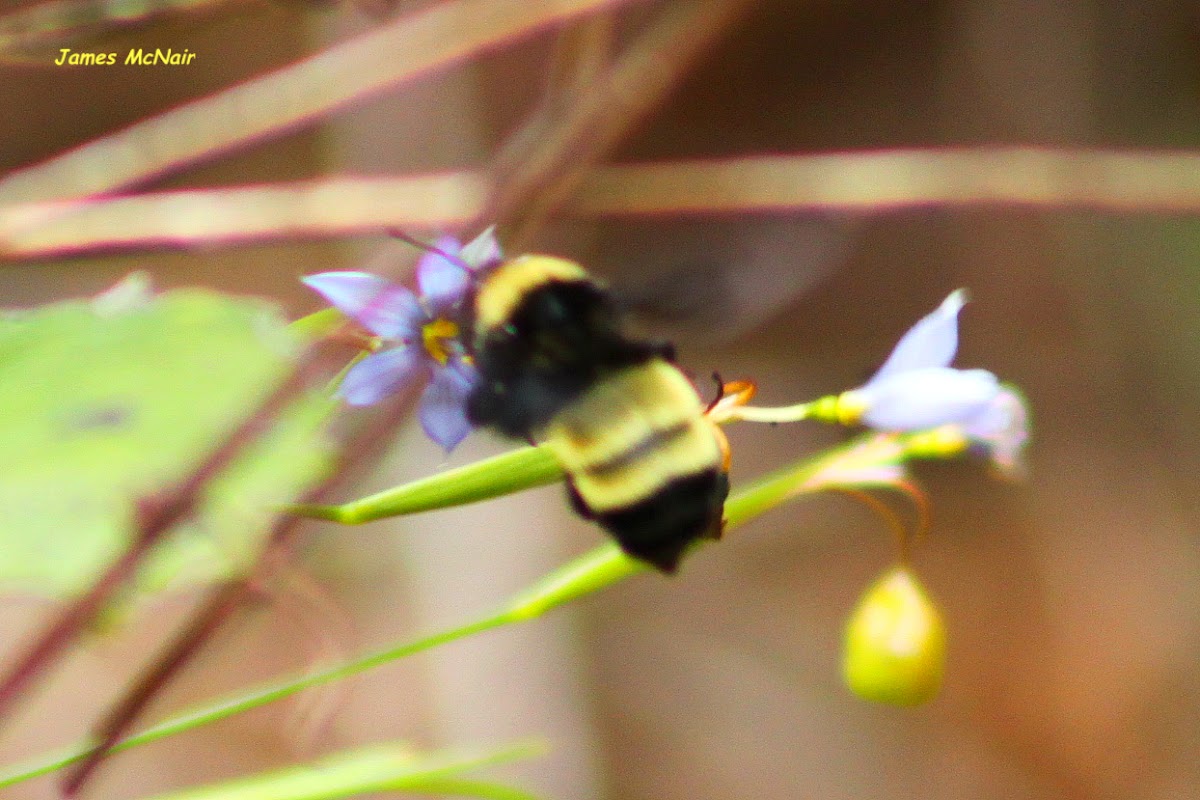 Common Eastern Bumblebee