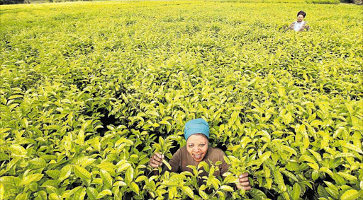 farmer at work at the the Magwa tea estate in the Eastern Cape