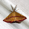 Chickweed Geometer