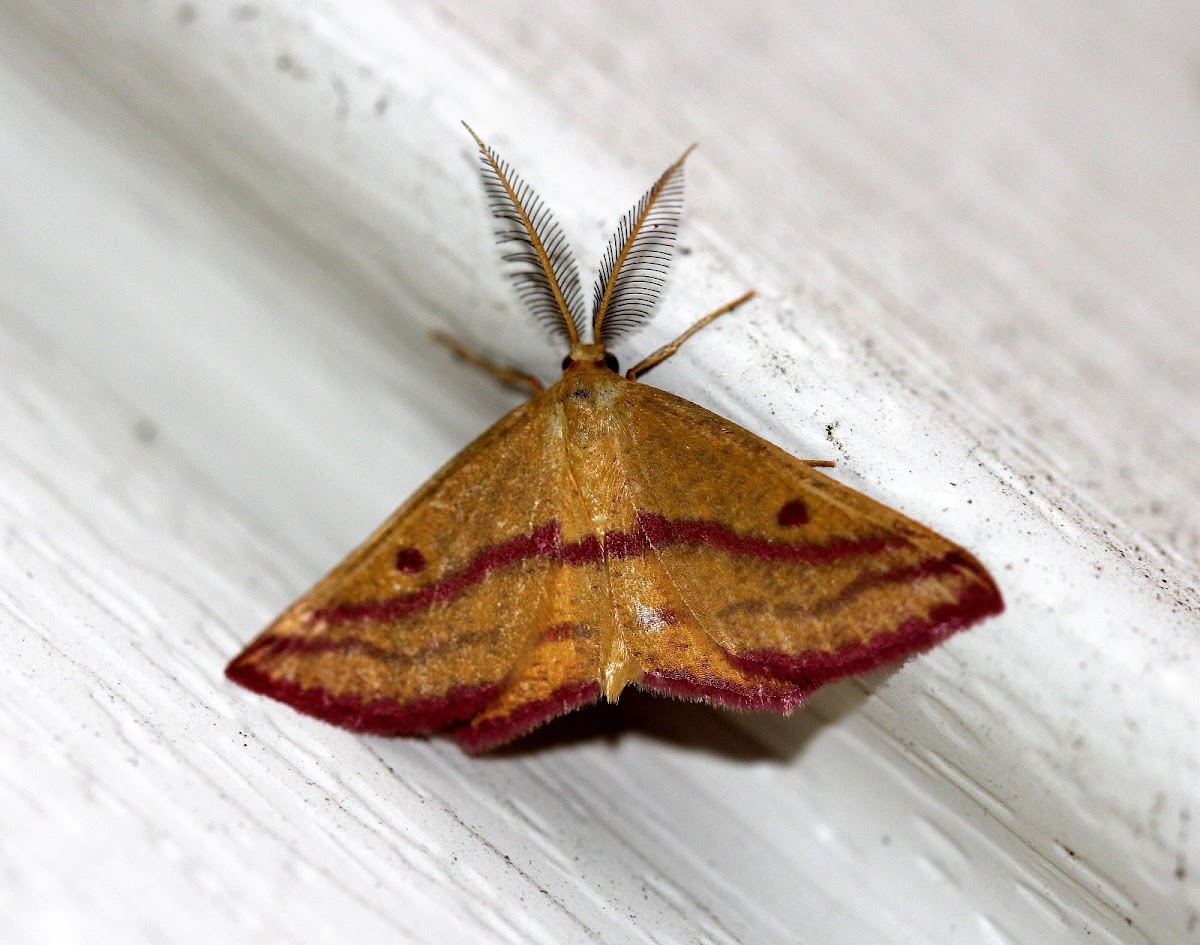 Chickweed Geometer