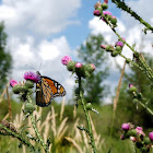 Monarch Butterfly