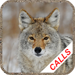 Coyote hunting calls Apk