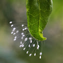 Green Lacewings