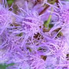 Blue mistflower