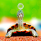 Item logo image for Red-eared turtle
