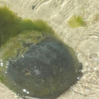 Atlantic horseshoe crab