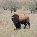 American Bison