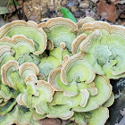 False turkey-tail