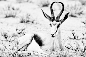 Resting.... by Charel Schreuder -  